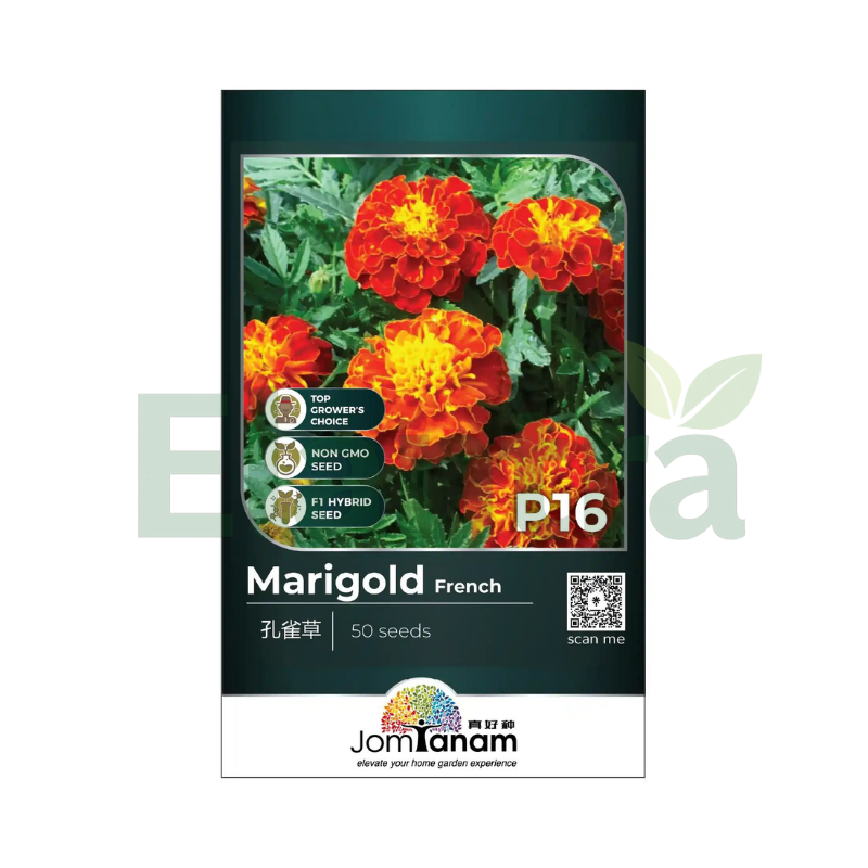 P16 MARIGOLD FRENCH